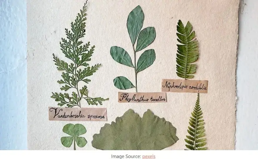 Master Botanical Names