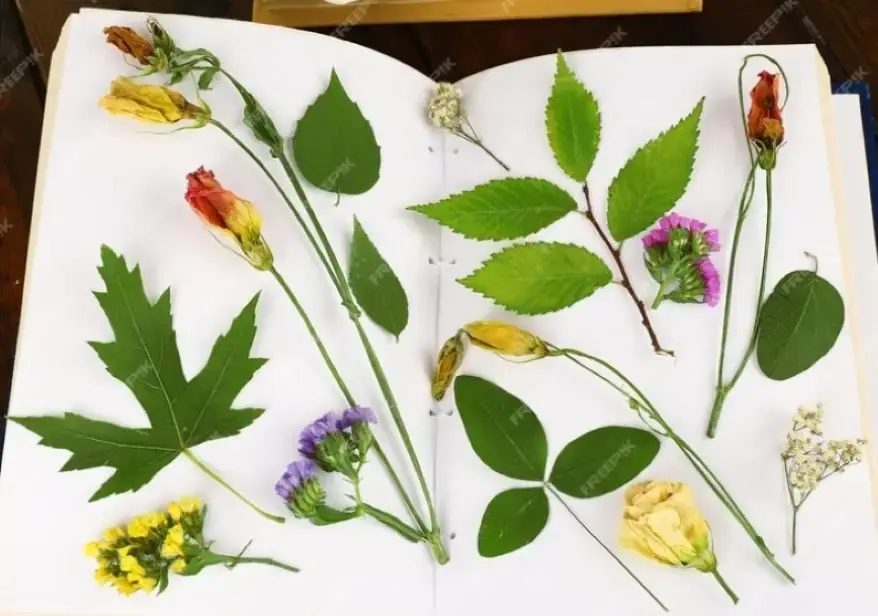 Botanical Nomenclature