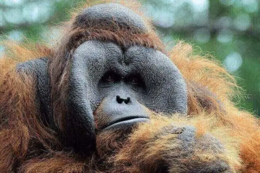 Orangutan