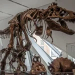 A t-rex skeleton is displayed in a Science Magazine.
