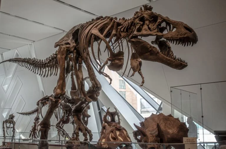 A t-rex skeleton is displayed in a Science Magazine.