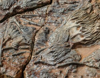 Paleontology - A rock formation with fossils on it.
