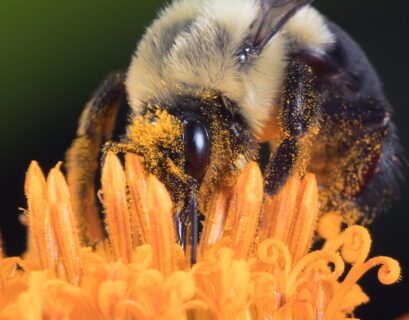Photo The Deadly Plant Deceiving and Killing Its Pollinators