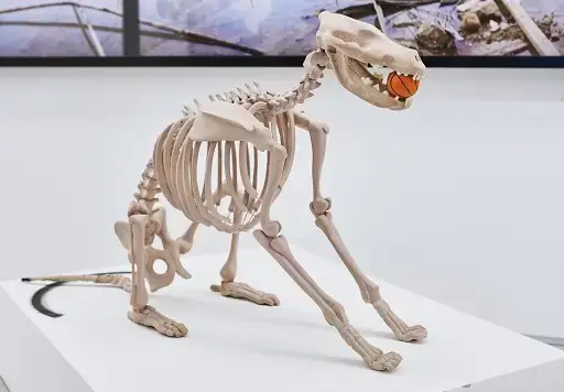 Anatomy and Physiology