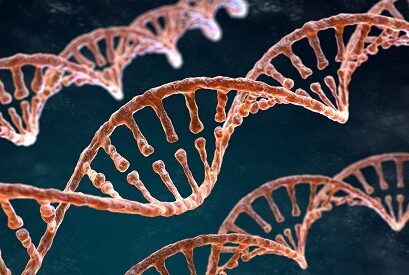 genetics genes heredity