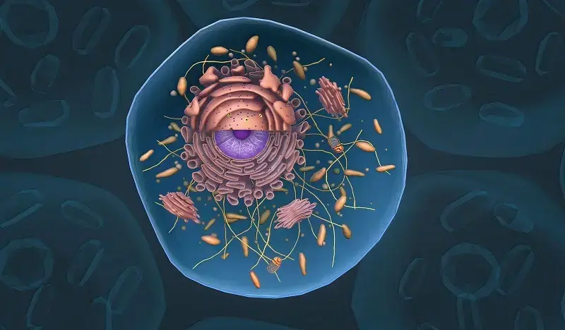 cell structure