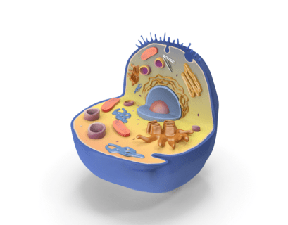 3D image of a Cell Cytology Cell Biology