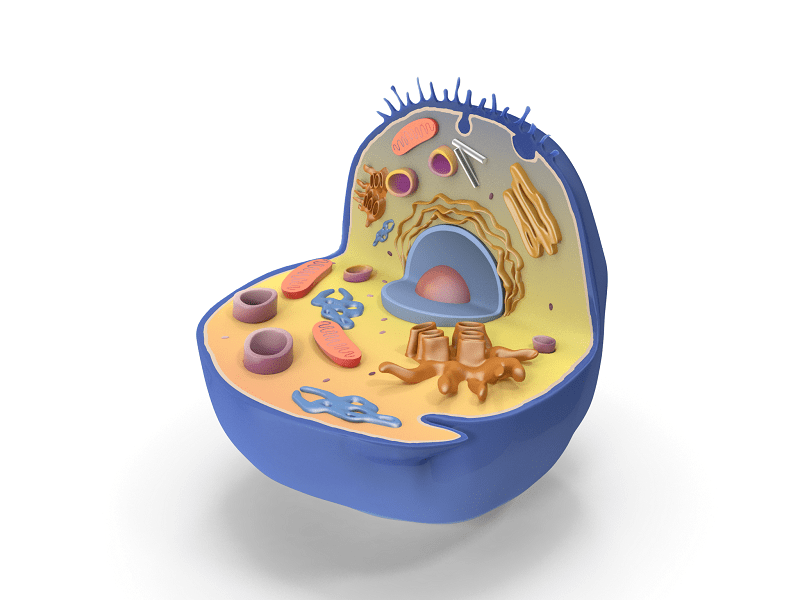 3D image of a Cell Cytology Cell Biology