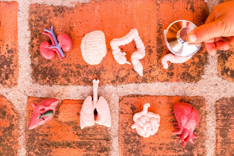 Human Embryology  organ