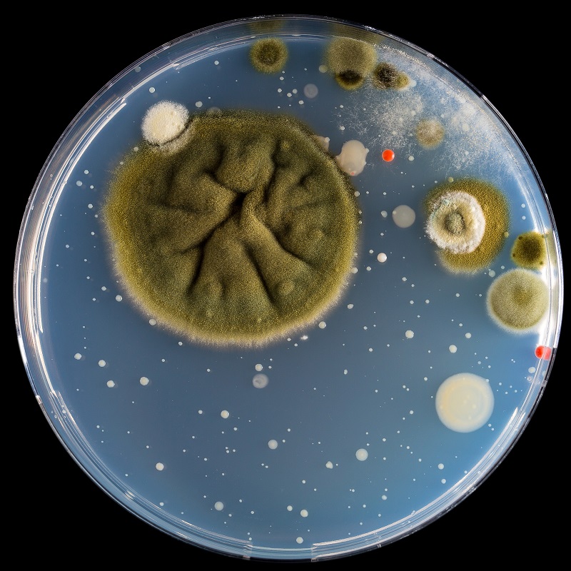 
The mold and bacteria on Petri dish.