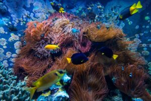 Marine Life Diversity