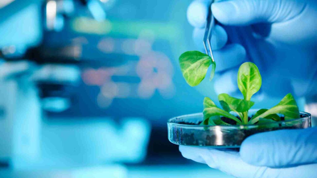 biotechnology in agriculture
