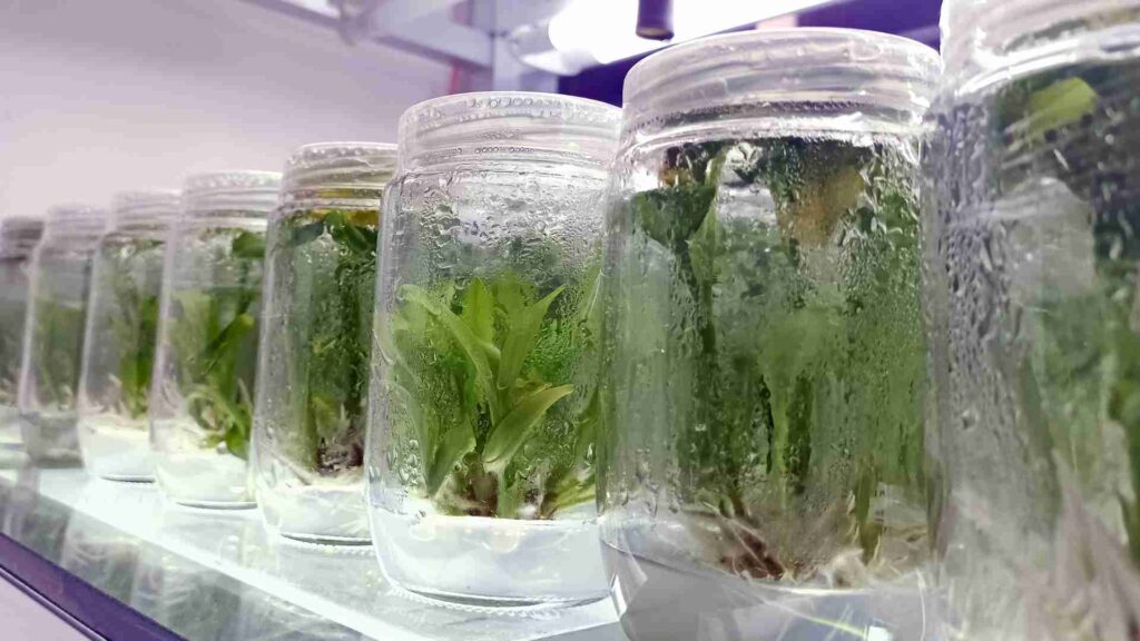 biotechnology in agriculture
