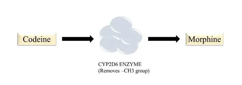 demethylation of Codeine, CYP2D6 metabolizes it into Morphine.