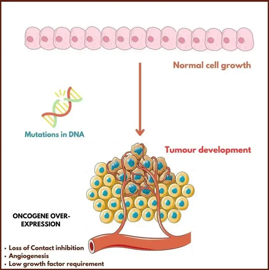 Normal cells mutating and dividing uncontrollably, forming clumps called tumors.