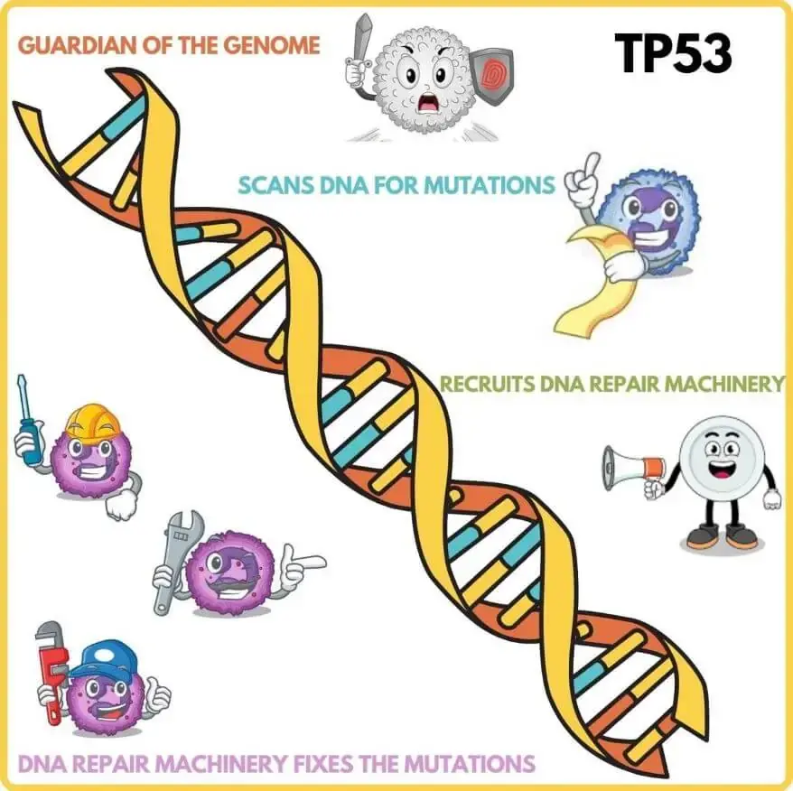 How TP53 and DNA repair machinery work in harmony to fix DNA mutations