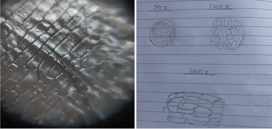 An onion peel as observed