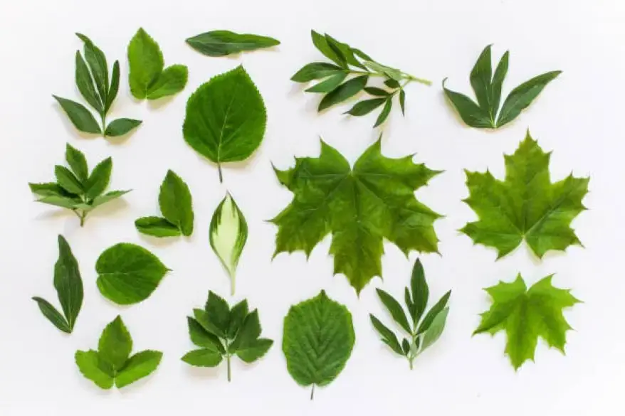 Different leaf shapes and sizes.