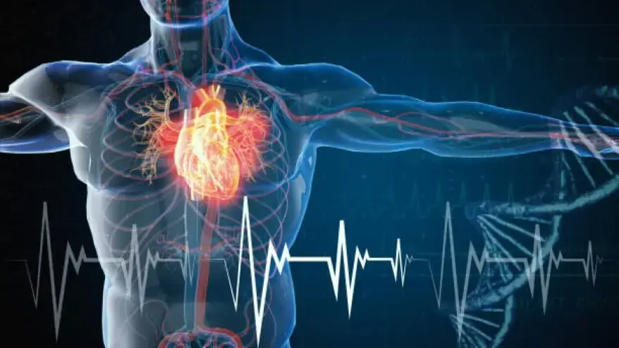 The interaction between the heart and lungs