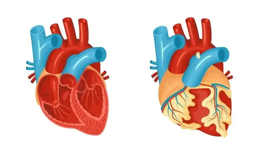 phases of the cardiac cycle