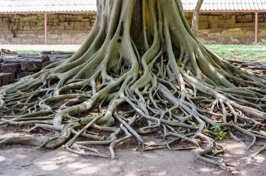 Banyan Roots