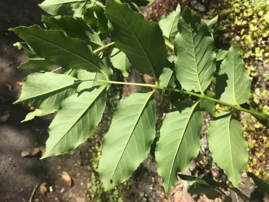 the process of transpiration