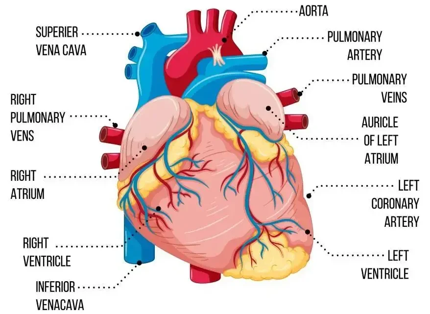 internal structure of the heart