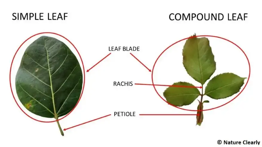 Illustration comparing needle-like leaves