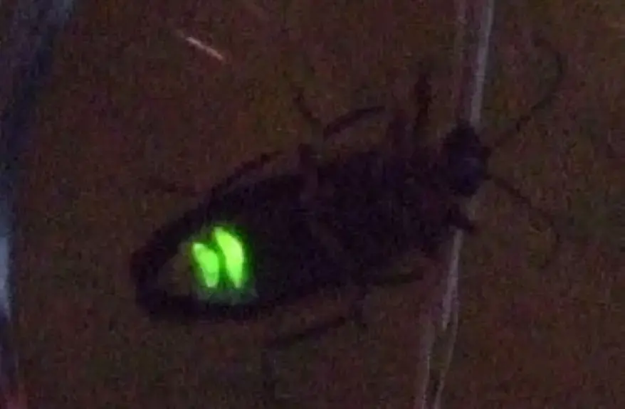 Bioluminescent Firefly, Source: Wikipedia