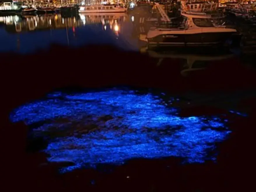 Bioluminescence of N. scintillans, Source: Wikipedia
