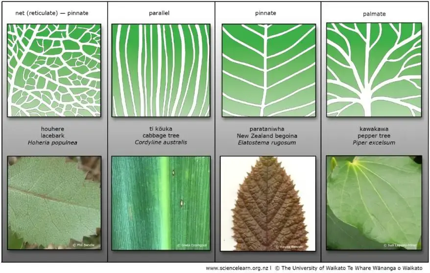 Leaf venation refers to the pattern of veins