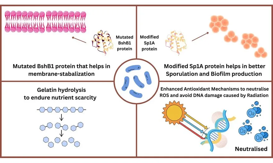 Diagram showing adaptations of Niallia tiangongensis for bacterial life in space, including protein mutations and stress resistance mechanisms.