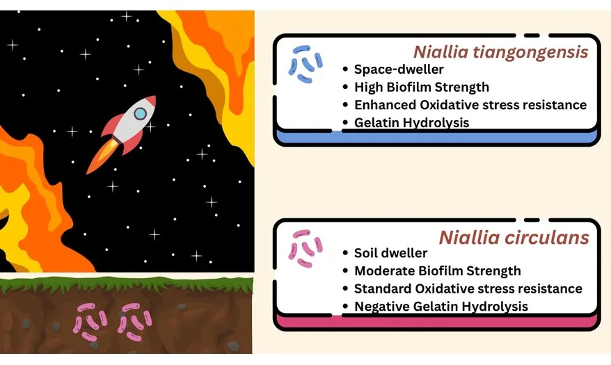 Comparison chart showing major differences between Niallia circulans and Niallia tiangongensis.