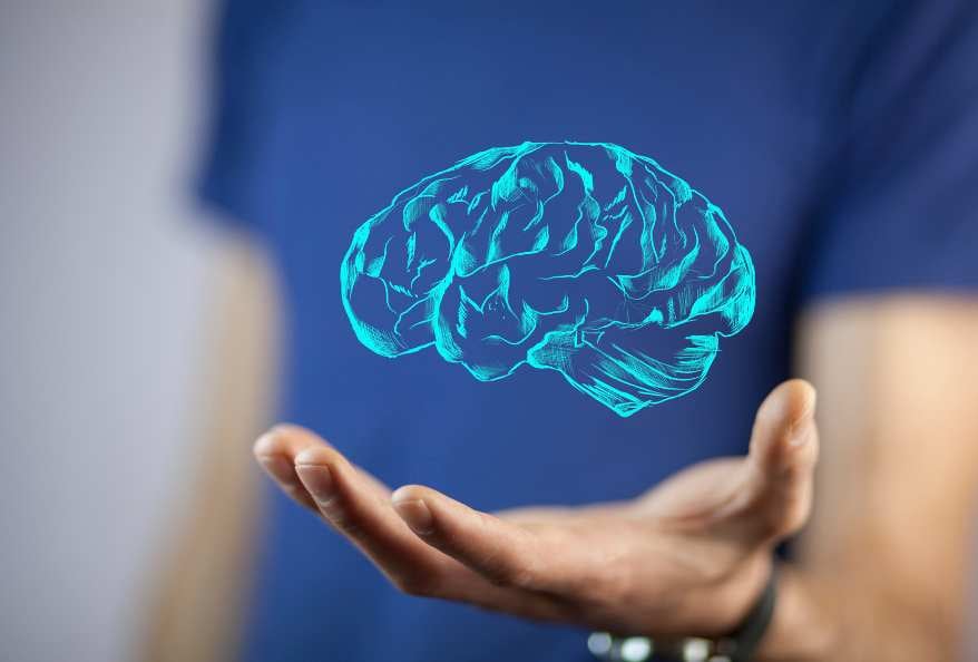 Human brain in Hand