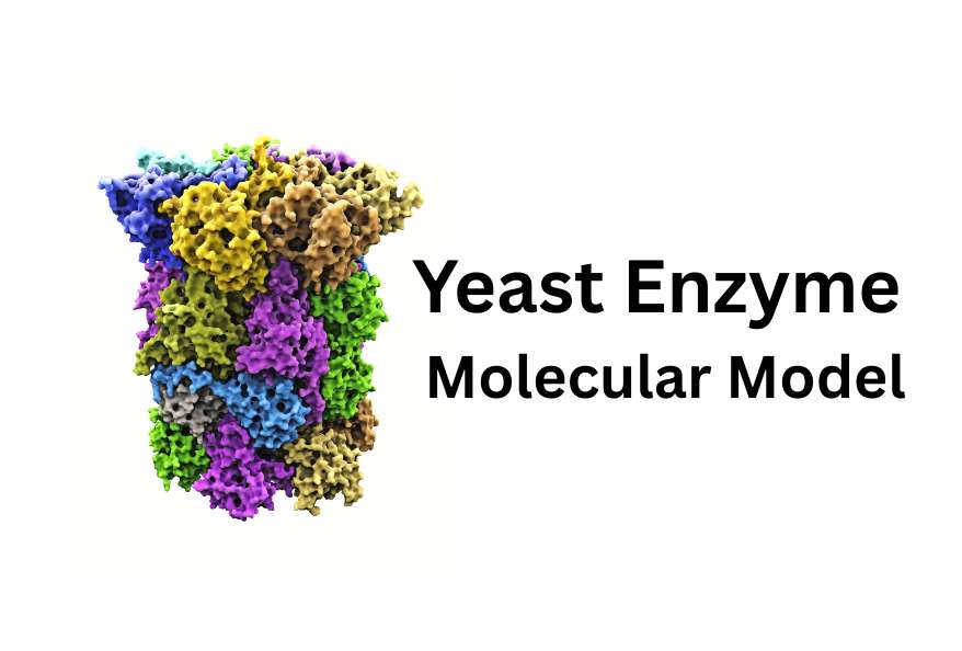 yeast enzyme - molecular model