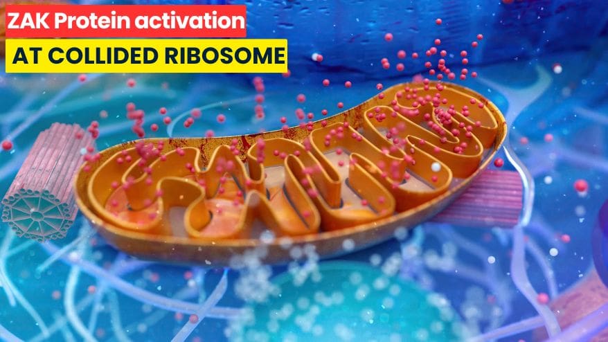 Breakthrough: ZAK Protein Detects Ribosome Collisions