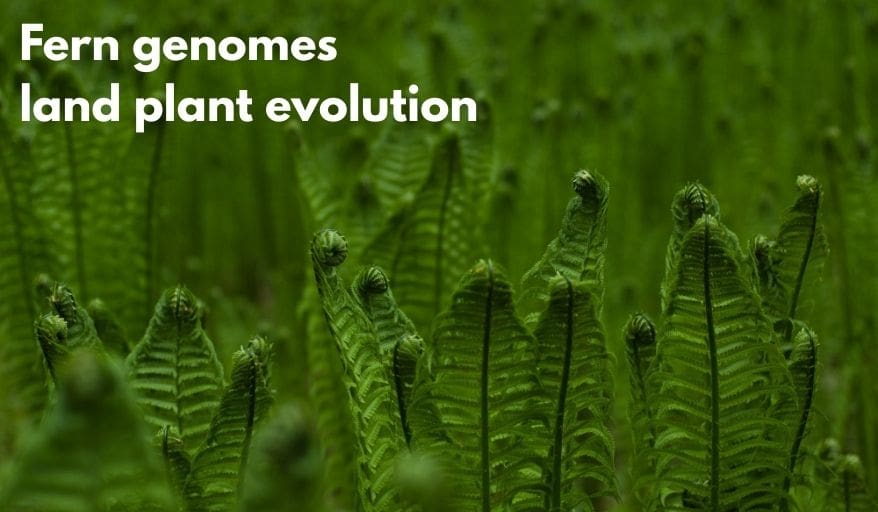 Fern and Land Plant Evolution Revealed by Genomes